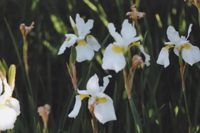 ​roseonly玫瑰是什么玫瑰 rose是玫瑰还是月季